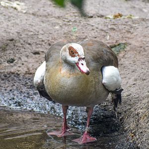 Egyptian Goose