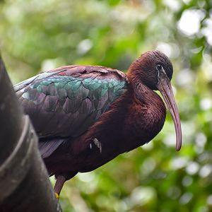 Glossy Ibis
