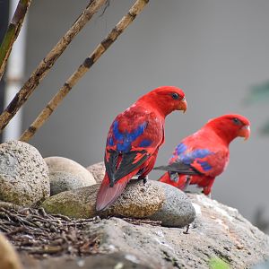 Red Lories