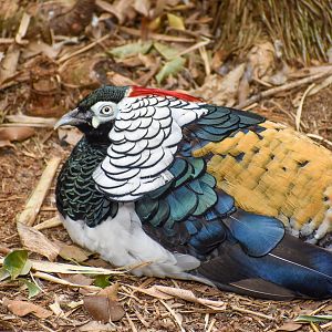 Lady Amherst's Pheasant