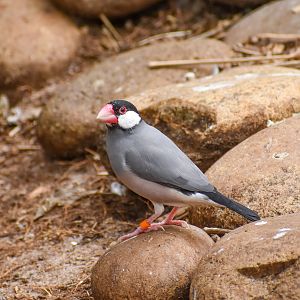 Java Sparrow