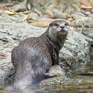 Asian Small-clawed Otter