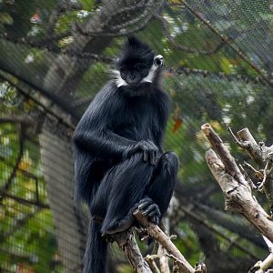 François' Langur