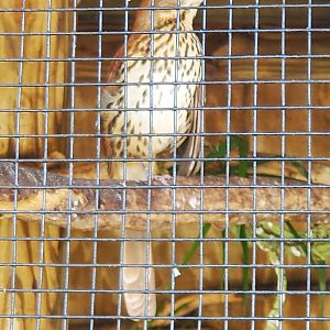 Peace River Wildlife Sanctuary - Brown Thrasher