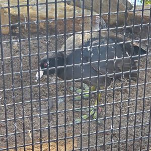 Peace River Wildlife Sanctuary - American Coot