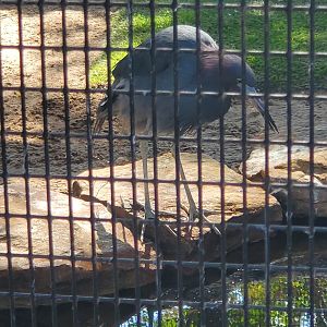 Peace River Wildlife Sanctuary - Little Blue Heron