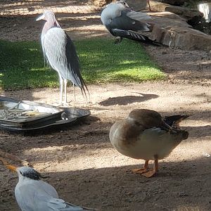 Peace River Wildlife Sanctuary - Waterbird aviary