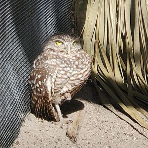 Peace River Wildlife Sanctuary - Burrowing Owl