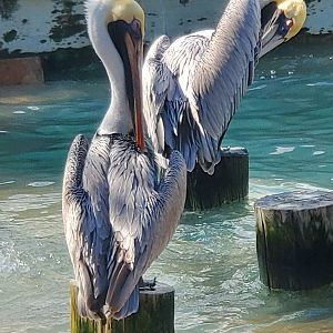 Peace River Wildlife Sanctuary - Brown Pelicans