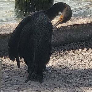 Peace River Wildlife Sanctuary - Double-crested Cormorant