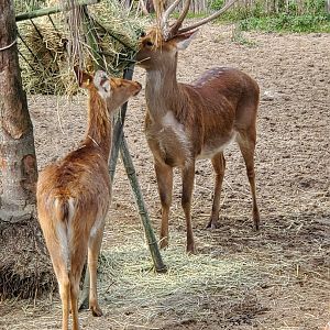 Audubon Zoo (2022) - Barasinga