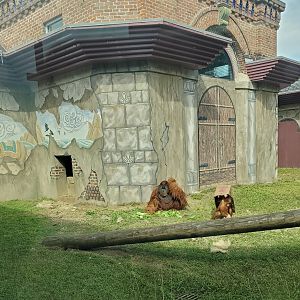 Audubon Zoo (2022) - Orangutan baby and father