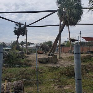 Audubon Zoo (2022) - Elephant habitat