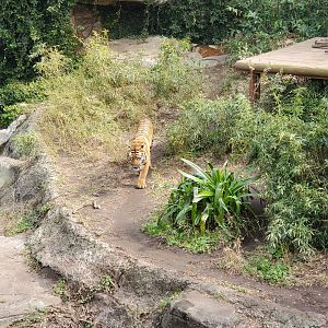 Audubon Zoo (2022) - Tiger prowling