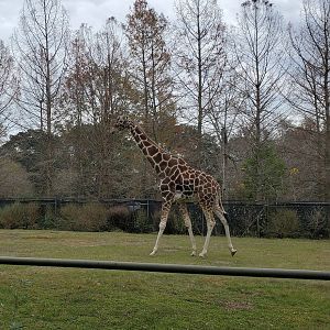 Audubon Zoo (2022) - Giraffe