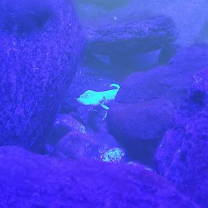 Audubon Zoo (2022) - Texas Blind Salamander