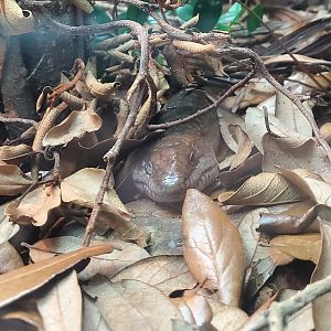 Audubon Zoo (2022) - Haitian Giant Galliwasp