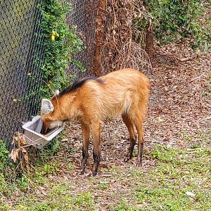 Audubon Zoo (2022) - Maned Wolf