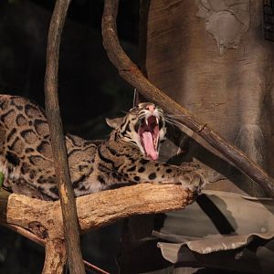 Clouded leopard/ Neofelis nebulosa