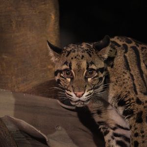 Clouded leopard/ Neofelis nebulosa