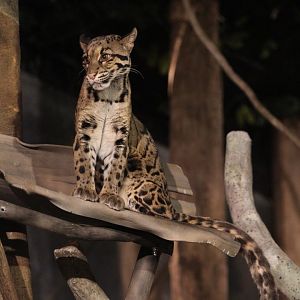 Clouded leopard/ Neofelis nebulosa