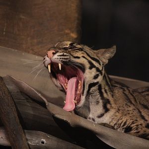 Clouded leopard/ Neofelis nebulosa