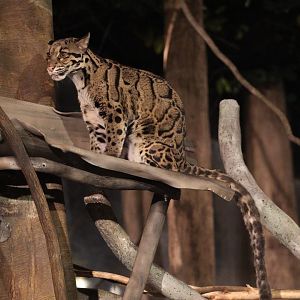 Clouded leopard/ Neofelis nebulosa