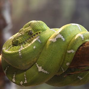 Emerald tree boa/ Corallus caninus
