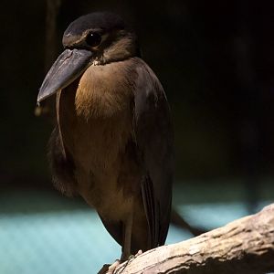 Boat-billed heron/ Cochlearius cochlearius