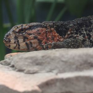 Chinese crocodile lizard/ Shinisaurus crocodilurus
