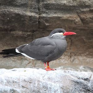 Inca tern/ Larosterna inca