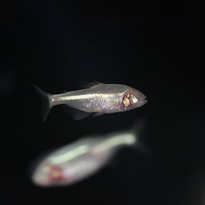 Mexican tetra/ Astyanax mexicanus