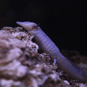 Texas blind salamander/ Eurycea rathbuni