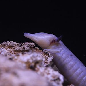 Texas blind salamander/ Eurycea rathbuni