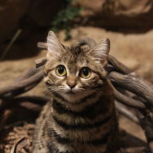Black-footed cat/ Felis nigripes