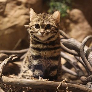 Black-footed cat/ Felis nigripes