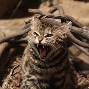 Black-footed cat/ Felis nigripes