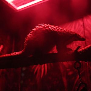 Tree pangolin/ Phataginus tricuspis