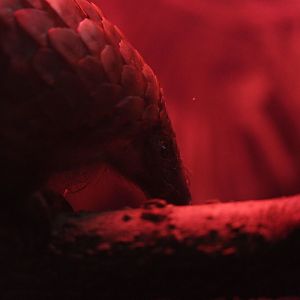 Tree pangolin/ Phataginus tricuspis