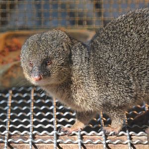 Small Indian mongoose (Urva auropunctata)