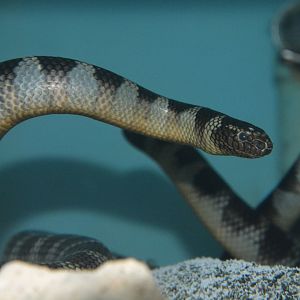 Black-banded sea krait (Laticauda semifasciata)