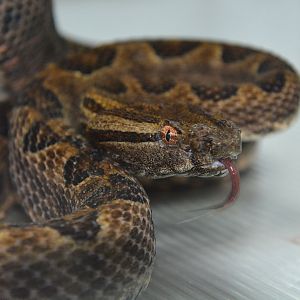 Sakishima habu (Protobothrops elegans)