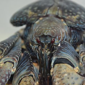 Coconut crab (Birgus latro)