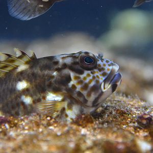 Stocky hawkfish (Cirrhitus pinnulatus)
