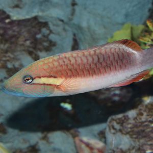 Ringtail maori wrasse (Oxycheilinus unifasciatus)