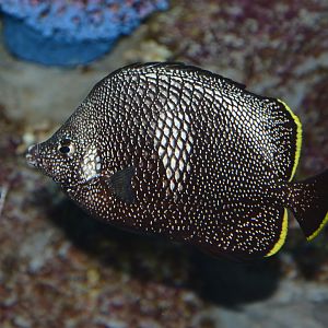 Wrought-iron butterflyfish (Chaetodon daedalma)