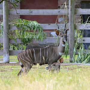 LESSER KUDU