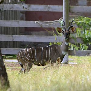 LESSER KUDU 2