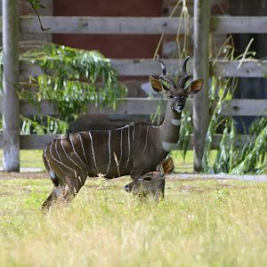 LESSER KUDU 3