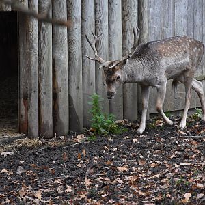European fallow deer